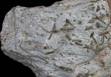 Schist - Staurolite
